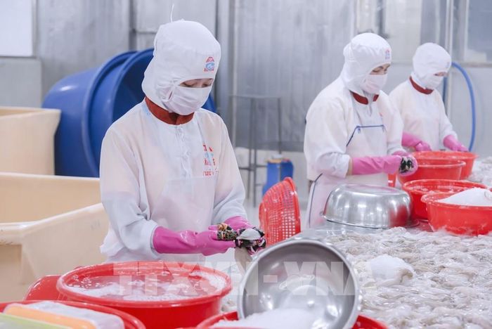Sản phẩm mực cấp đông của Công ty cổ phần chế biến thủy sản xuất nhập khẩu Kiên Cường, tỉnh An Giang. Ảnh: Văn Sĩ - TTXVN