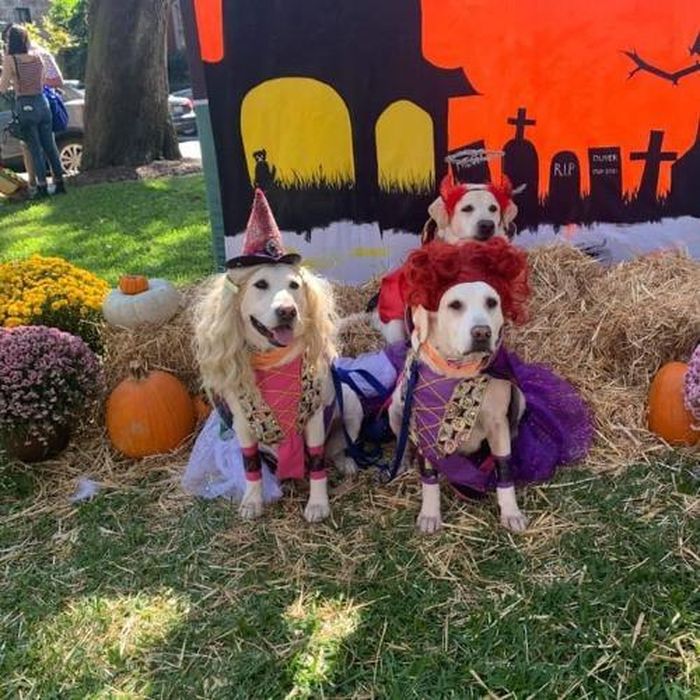 Ảnh: Renegade Paws Rescue
