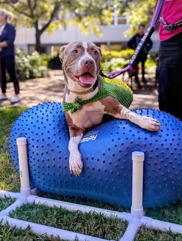 Ảnh: Renegade Paws Rescue