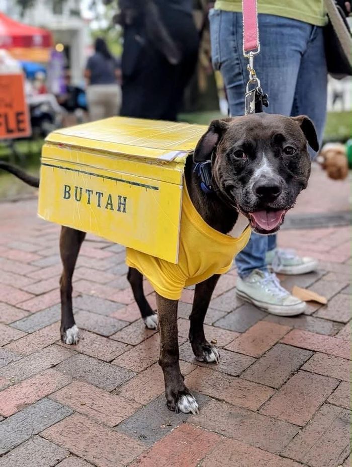 Ảnh: Renegade Paws Rescue