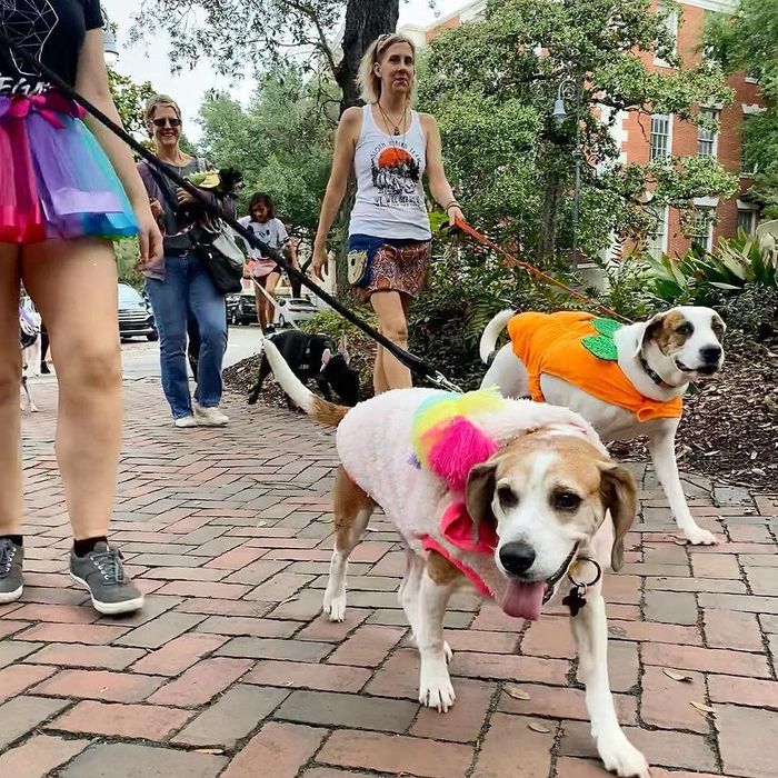 Ảnh: Renegade Paws Rescue