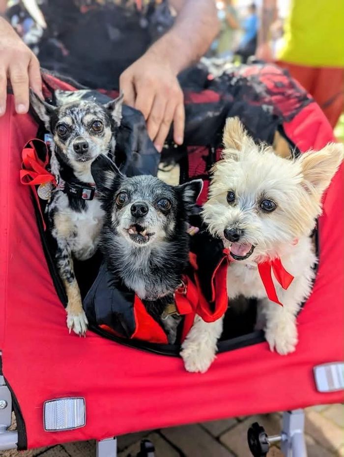 Ảnh: Renegade Paws Rescue