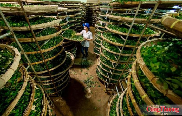 Những năm qua, Lâm Đồng tiếp tục phát triển nông nghiệp ứng dụng công nghệ cao, với khoảng 107.306 ha sản xuất theo các mô hình này.