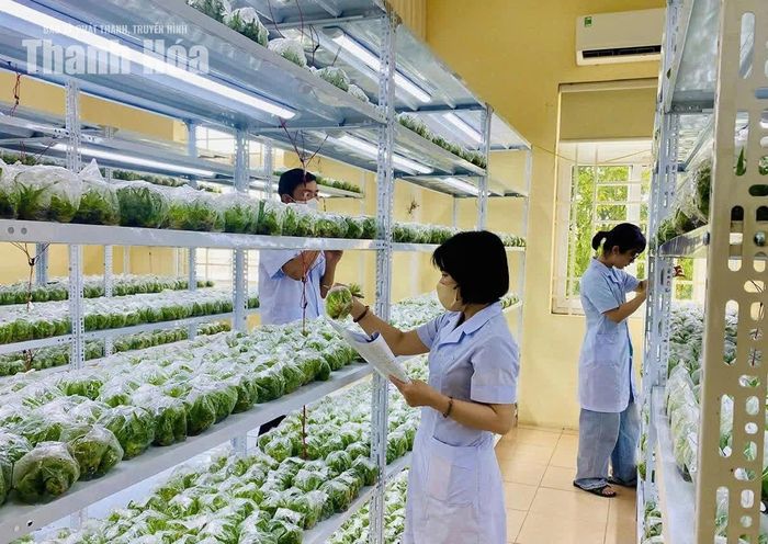 Phòng nuôi cấy mô sản xuất giống dứa MD2 tại Viện Nông nghiệp Thanh Hóa.