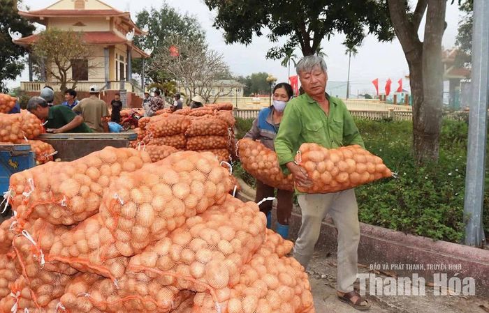 Người dân thu hoạch khoai tây tại xã Nga Sơn.