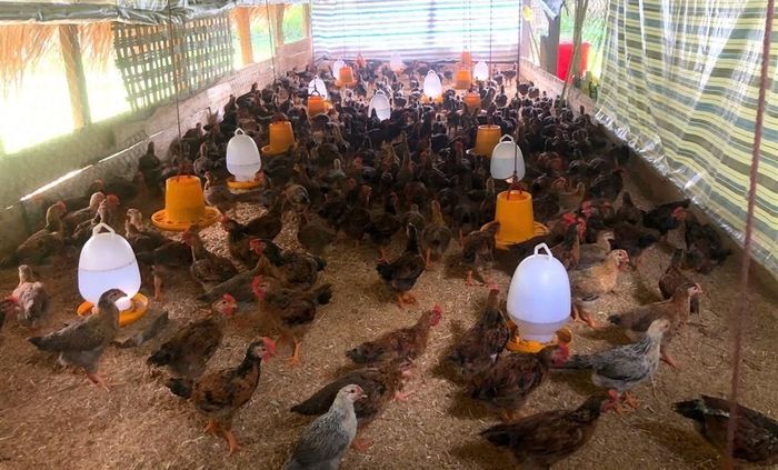 Mỗi năm, gia đình anh Danh nuôi 2 lứa gà thịt, mỗi lứa khoảng 700 con. Ảnh: Thanh Ngọc