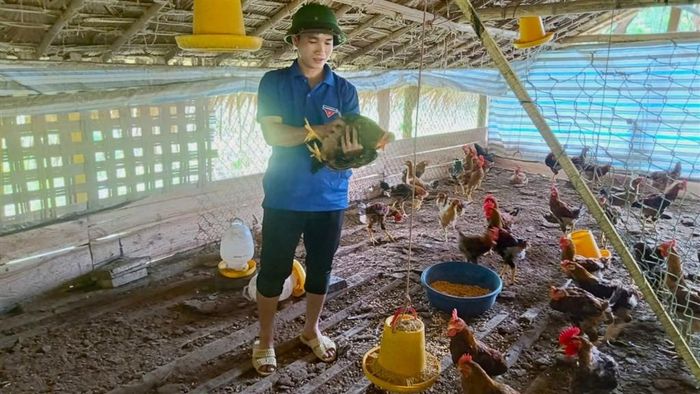 Anh Danh lựa chọn giống gà Mía có khả năng thích nghi tốt với điều kiện khí hậu miền núi. Ảnh: Thanh Ngọc
