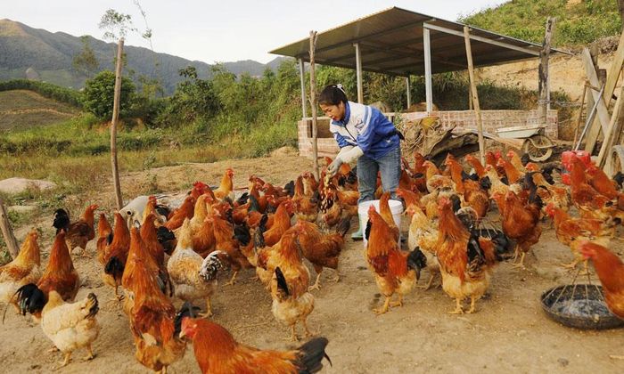  Mô hình chăn nuôi gà thả vườn tạo thêm việc làm, thu nhập cho người dân. 