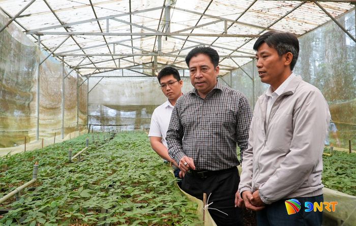 Phó Bí thư Thường trực Thành ủy Nguyễn Khắc Toàn thăm vườn ươm sâm Ngọc Linh tại Trạm dược liệu Trà Linh. Ảnh: HỒ QUÂN