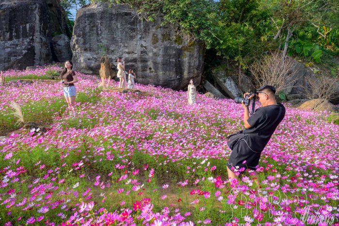 Vườn hoa cánh bướm khoe sắc dưới chân những khối đá tự nhiên khổng lồ, thu hút đông đảo du khách và người đam mê nhiếp ảnh đến sáng tác, trải nghiệm.