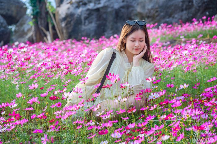 Những thảm hoa cánh bướm hồng rực rỡ trở thành phông nền thơ mộng để du khách thỏa sức tạo dáng, lưu giữ những bức hình đẹp.