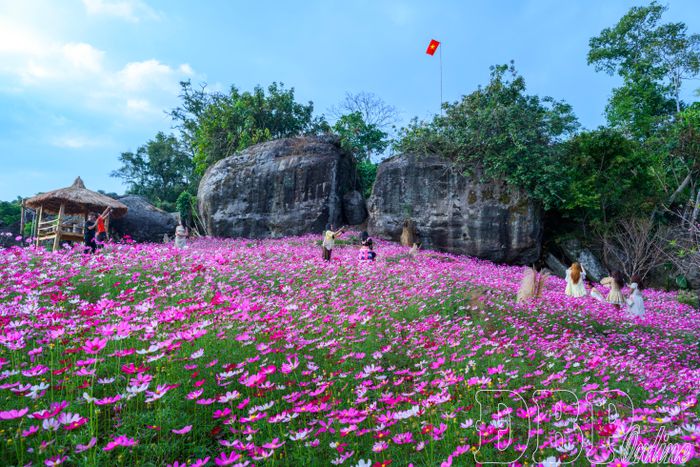 Nhìn từ xa, vườn hoa cánh bướm trải rộng như tấm thảm hồng mềm mại, nổi bật giữa những khối đá lớn và sắc xanh của núi rừng.