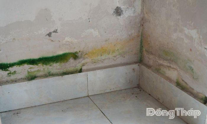 Tường căn hộ xuất hiện nhiều vết ố, rêu mốc, ảnh hưởng đến mỹ quan và sinh hoạt của cư dân.