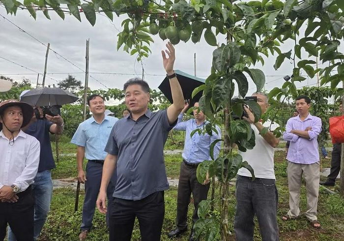  Ông Lê Quốc Thanh (thứ 3 từ trái sang)-Giám đốc Trung tâm Khuyến nông Quốc gia tham quan mô hình liên kết trồng chanh dây của Nafoods Group. Ảnh: N.S 