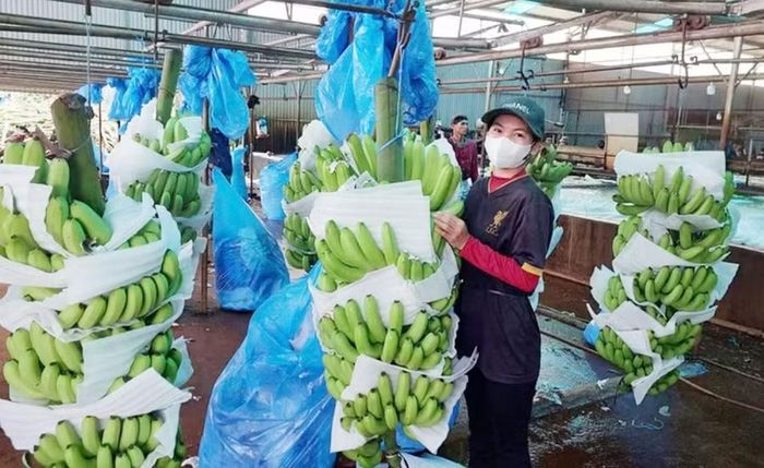  Sơ chế chuối xuất khẩu tại Công ty cổ phần Nông nghiệp Công nghệ cao Hưng Sơn. Ảnh: N.S 
