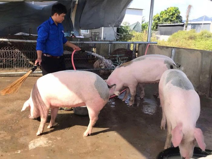 Anh Võ Bá Cường chú trọng công tác vệ sinh chuồng trại, đảm bảo môi trường chăn nuôi sạch sẽ, thông thoáng. 