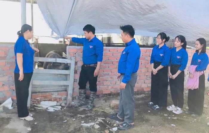 Đoàn viên, thanh niên địa phương tham quan mô hình nuôi heo sinh sản của anh Võ Bá Cường.