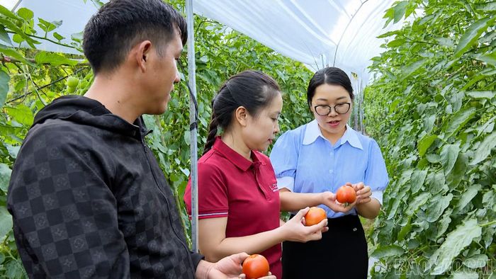 Mô hình trồng cà chua của anh Thào A Dê bước đầu cho kết quả khả quan.