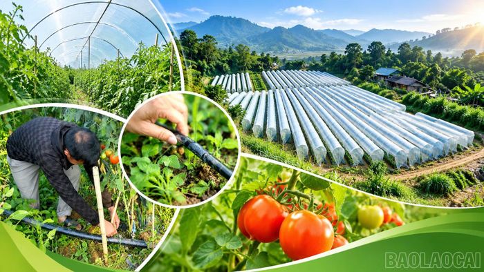 Anh Thào A Dê đầu tư hệ thống tưới tự động, dựng khung giàn nâng đỡ và che chắn cây cà chua, hạn chế ảnh hưởng của sương, nắng.