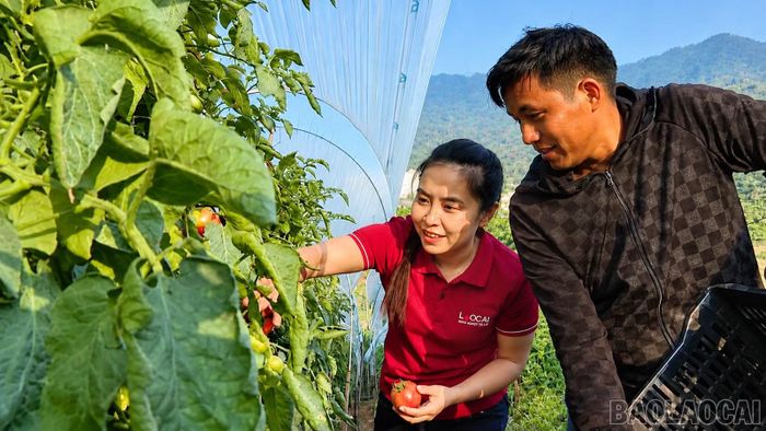 Mô hình trồng cà chua của Thào A Dê đang mở ra hướng phát triển kinh tế cho gia đình.