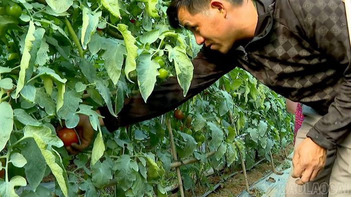 Nhờ điều kiện khí hậu phù hợp và được chăm sóc đúng cách, giống cà chua mới sinh trưởng khá tốt.