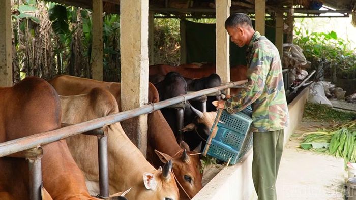 Được hỗ trợ 25 triệu đồng từ Nghị quyết số 21, gia đình ông Hoàng Văn Giang có thêm nguồn lực phát triển chăn nuôi trâu, bò.