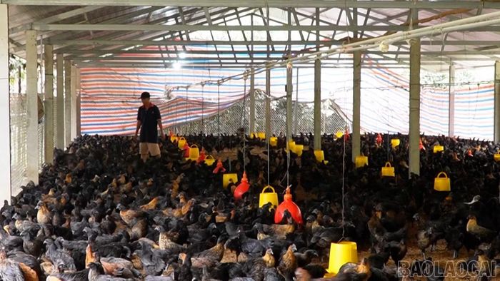 Ông Vũ Văn Tường đầu tư chuồng trại quy mô lớn, duy trì đàn gà đen khoảng 15.000 con mỗi lứa.