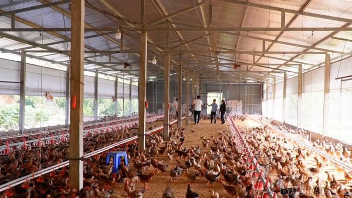 Xã Quy Mông đẩy mạnh phát triển chăn nuôi hàng hóa, từng bước nâng cao hiệu quả kinh tế cho người dân.