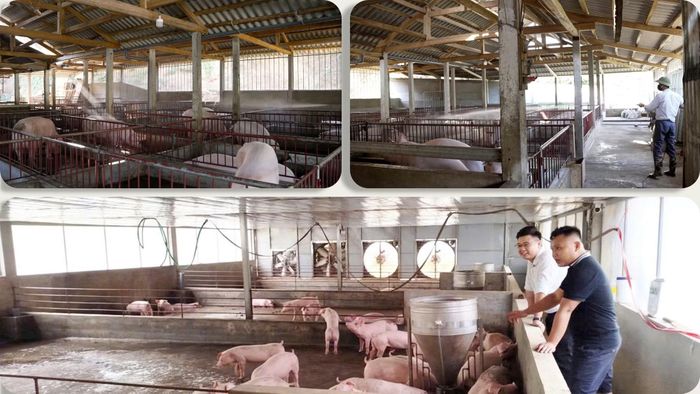 Cùng với quy mô đàn vật nuôi, chăn nuôi theo hướng trang trại, an toàn sinh học tiếp tục được duy trì.