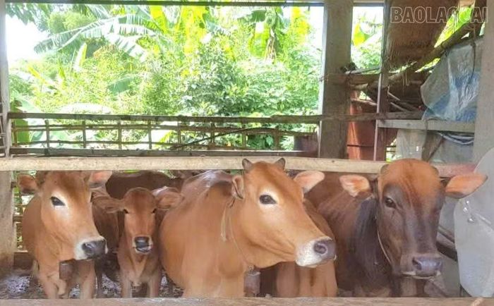 Nậm Có đã phát triển đàn gia súc hơn 12.380 con.