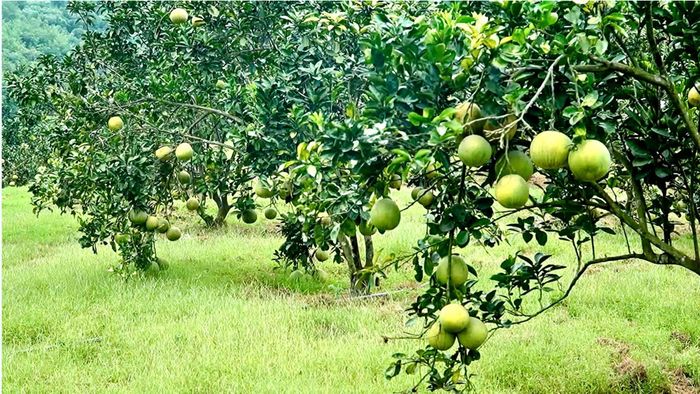 Theo quy hoạch phát triển nông nghiệp địa phương, năm 2026, xã Bảo Thắng duy trì vùng trồng cây ăn quả đặc sản rộng khoảng hơn 200 ha, trong đó bưởi Múc tiếp tục giữ vị thế sản phẩm chủ lực đạt chuẩn OCOP 3 sao.