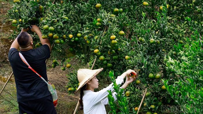 Vườn quýt ở thôn Lao Chải đã sẵn sàng đón khách.