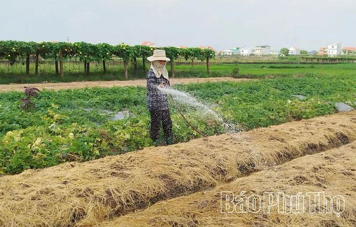 Thành viên Hợp tác xã Rau an toàn Tứ Xã, xã Phùng Nguyên chuẩn bị đất sản xuất rau vụ Đông.