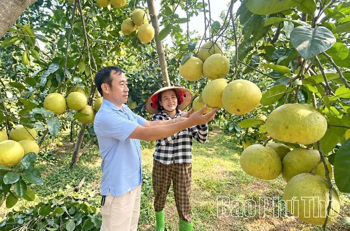 Bưởi Chí Đám là sản phẩm đặc trưng của địa phương, góp phần khẳng định thương hiệu nông sản Phú Thọ trên thị trường.