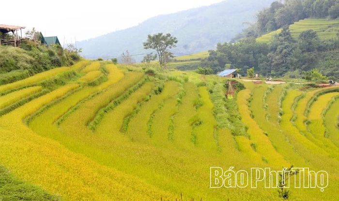 Miền Đồi mùa lúa chín trở thành điểm đến du lịch. Lễ mừng cơm mới lưu giữ và tiếp nối những giá trị văn hóa Mường.