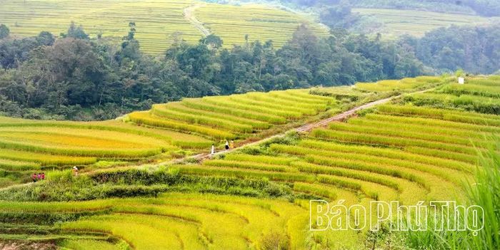 Miền Đồi mùa lúa chín trở thành điểm đến du lịch. Lễ mừng cơm mới lưu giữ và tiếp nối những giá trị văn hóa Mường.