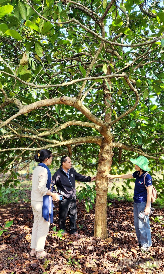 Một gốc cây cà phê Mít đầu dòng tại vườn của anh Phan Đình Thông - Ảnh: T.L
