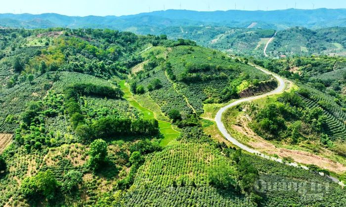 Bạt ngàn cây cà phê ở xã Hướng Phùng - Ảnh: T.L