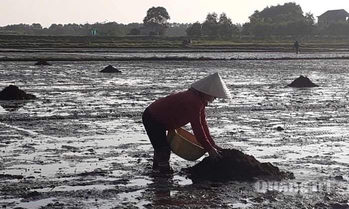 Nhờ ứng dụng các chế phẩm sinh học tự nhiên, hệ sinh thái đất và nguồn nước trên đồng ruộng được phục hồi rõ rệt - Ảnh: A.T