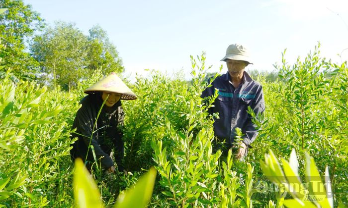 Vợ chồng anh Nguyễn Tiến Thùy chăm sóc vườn tràm gân sắp được thu hoạch - Ảnh: H.Tr