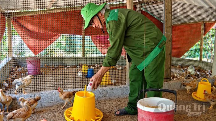 Mô hình chăn nuôi gà hữu cơ bằng đệm lót sinh học của ông Mai Xuân Huệ, xã Tuyên Bình, trong chuỗi giá trị nông sản hữu cơ gắn với kinh tế tuần hoàn Quế Lâm - Ảnh: Q.N