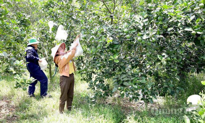 Vườn cam của hộ ông Nguyễn Văn Ngọ, xã Trường Phú, tham gia chuỗi giá trị nông sản hữu cơ gắn với kinh tế tuần hoàn Quế Lâm - Ảnh: Q.N