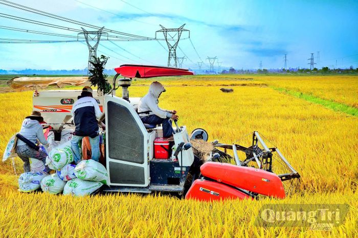 Trên cánh đồng lớn ở xã Hiếu Giang, người dân sử dụng máy móc vào khâu thu hoạch nhằm giảm công lao động và chi phí - Ảnh: L.T