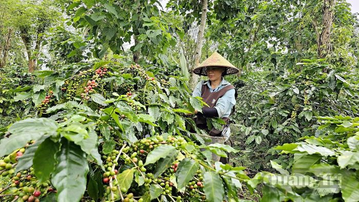 Cà phê trồng dưới tán cây che bóng tại xã Hướng Phùng vừa tạo môi trường sinh trưởng ổn định, vừa góp phần nâng cao chất lượng hạt - Ảnh: L.A