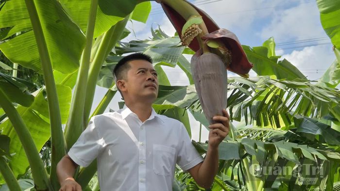 Anh Võ Quang Huy kiểm tra bắp chuối bàn tay Phật chuẩn ra bói tại vườn - Ảnh: K.S