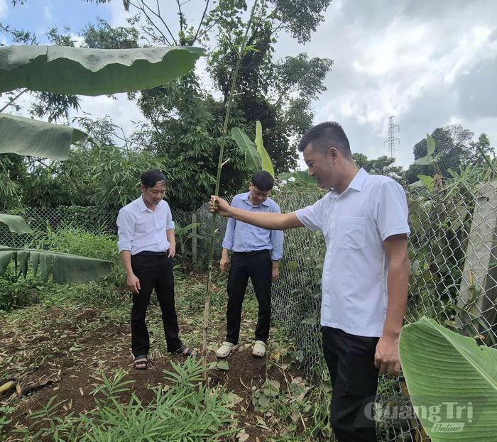 Anh Võ Quang Huy (bên phải) giới thiệu mô hình trồng tre sangmon thử nghiệm với cán bộ địa phương - Ảnh: K.S