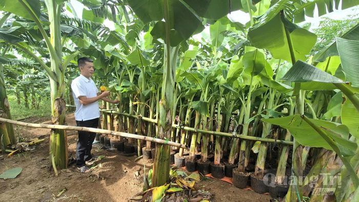 Anh Võ Quang Huy nhân giống và chăm sóc mầm chuối để cung ứng ra thị trường - Ảnh: K.S