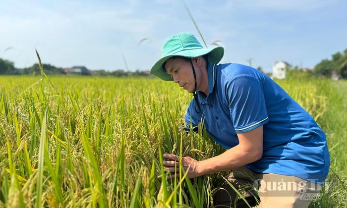 Nông dân Lệ Thủy kiểm tra diện tích lúa áp dụng SRI - Ảnh: N.H
