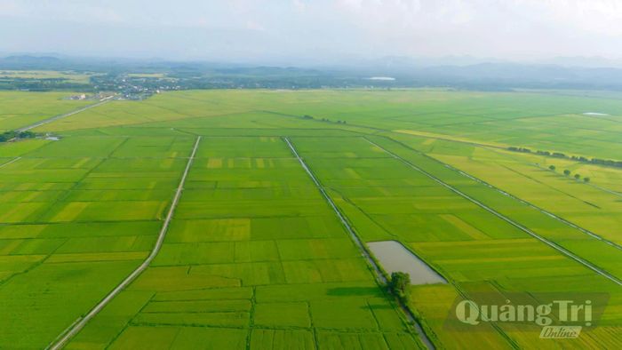 Áp dụng kỹ thuật canh tác lúa cải tiến mang lại hiệu quả trên các cánh đồng ở Lệ Thủy - Ảnh: N.H