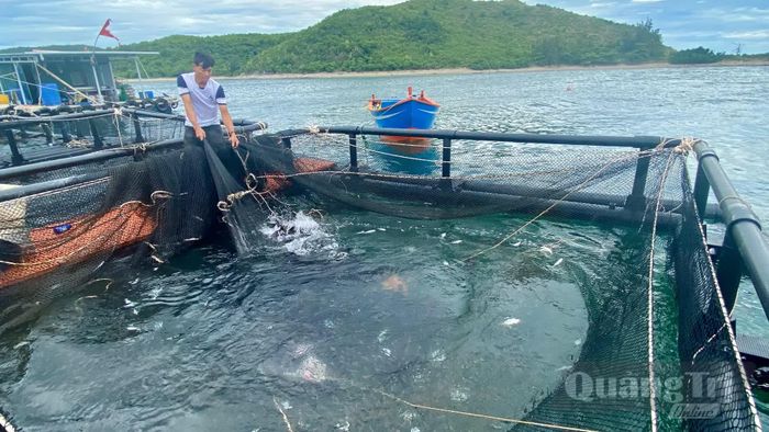 Thay vì thu hoạch một lần, các hộ dân bắt đầu chuyển sang thu hoạch cuốn chiếu nhằm bảo toàn vốn đầu tư - Ảnh: T.L